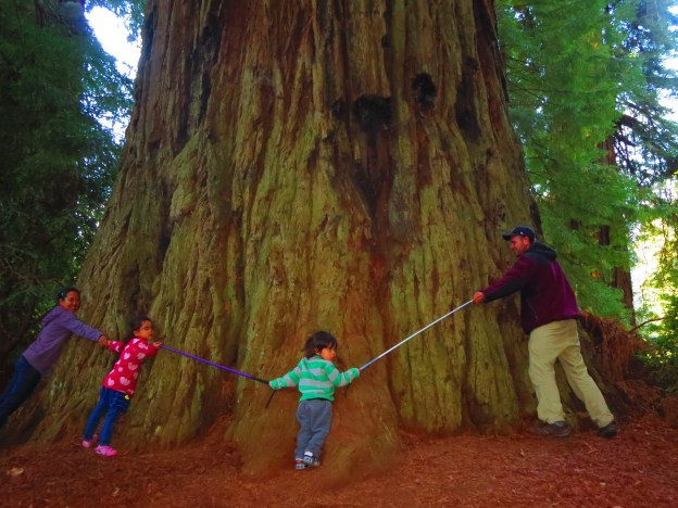 One of my favorite photos from this summer.  Even with reaching around with both My cane and Marley's cane, we still barely manage to make it halfway around that giant redwood tree.  